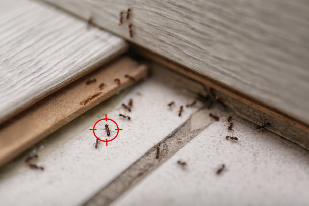 Best Pest Control Near Me  in Laredo, TX