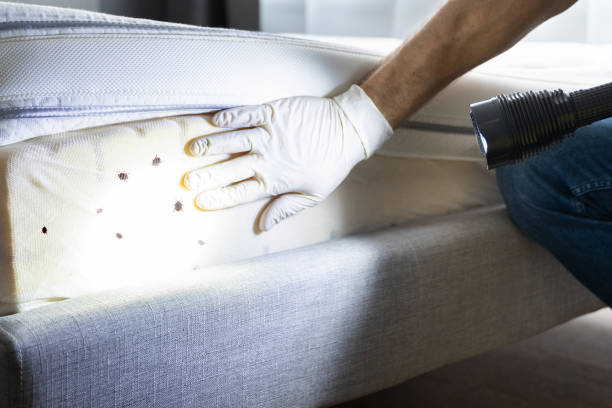 Best Mosquito Control Services  in Laredo, TX