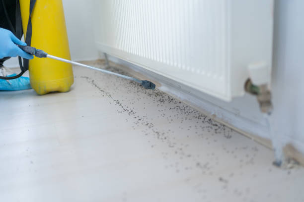Best Termite Control Services  in Laredo, TX